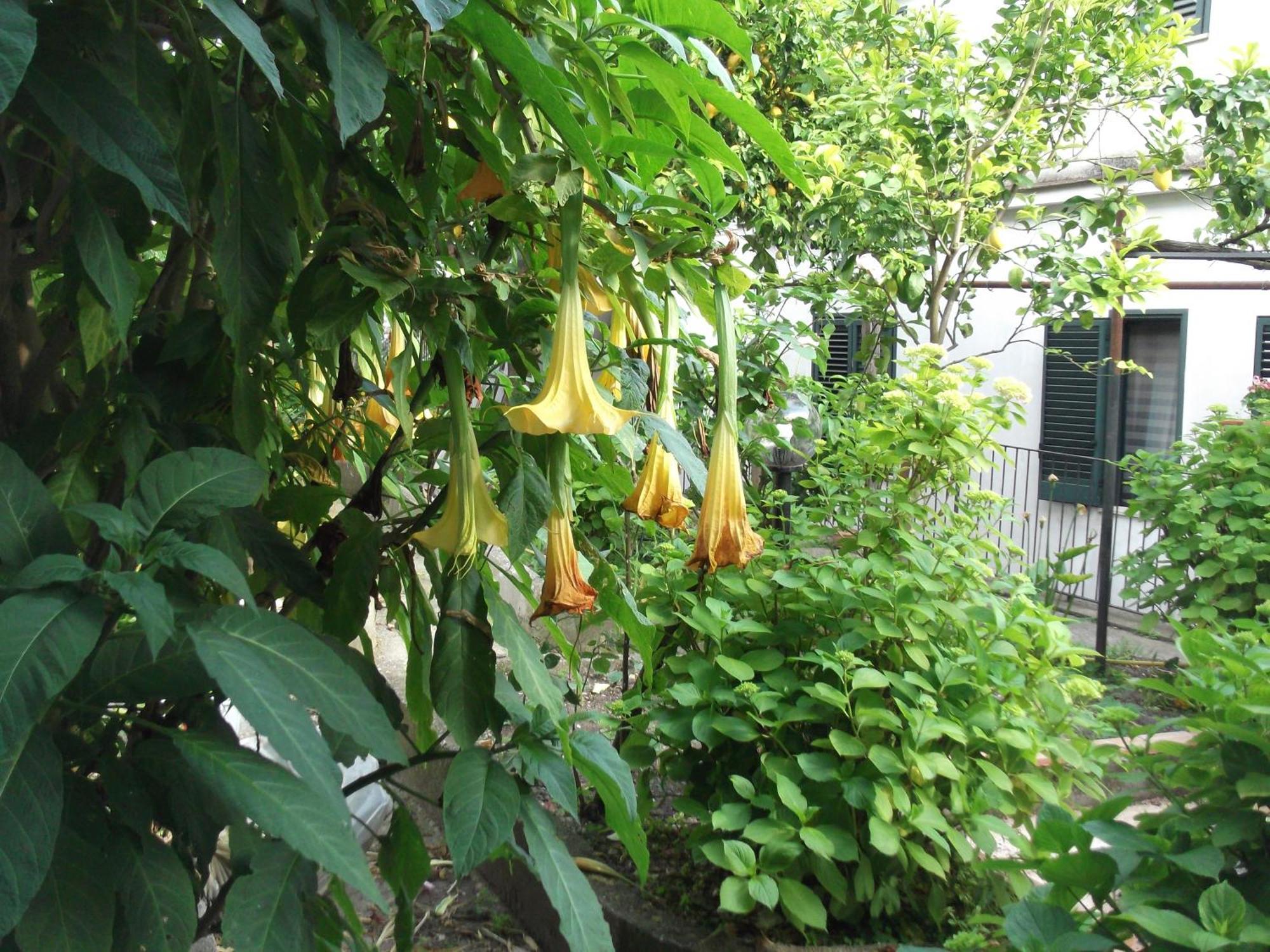 Le Mimose Villa Vietri Buitenkant foto